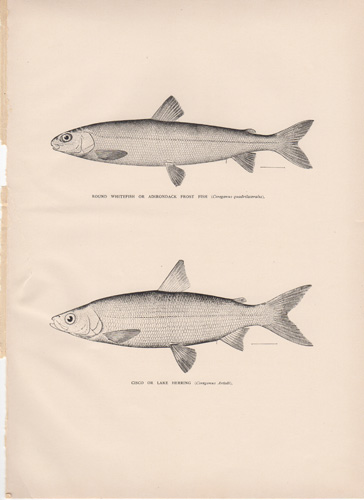 ANTIQUE PRINTS FROM 1896 NY FISH & GAME